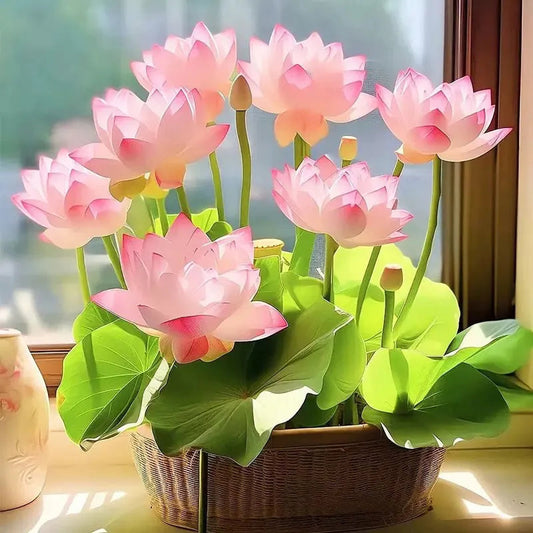 Japanese Bonsai Lotus Seeds