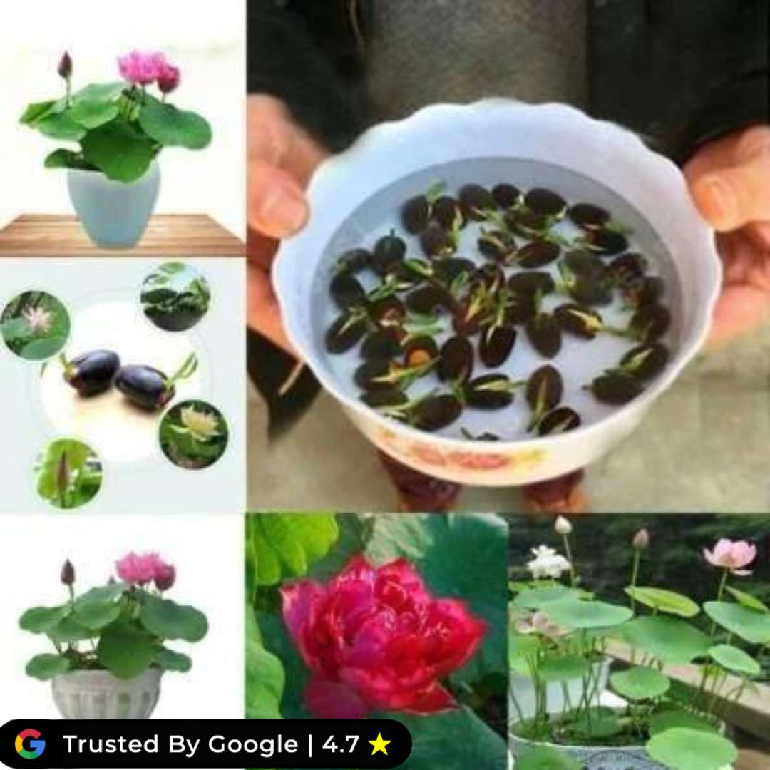 Japanese Bonsai Lotus Seeds