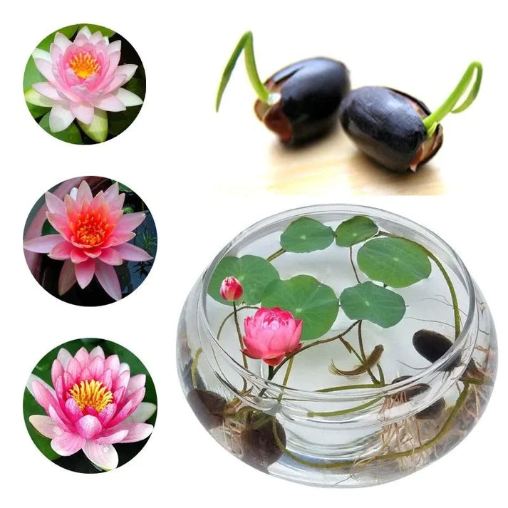 Japanese Bonsai Lotus Seeds