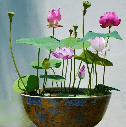 Japanese Bonsai Lotus Seeds