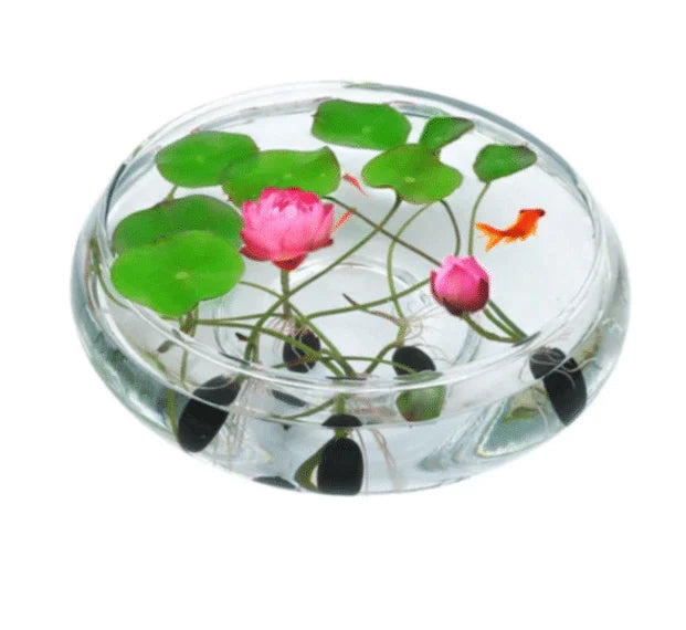 Japanese Bonsai Lotus Seeds