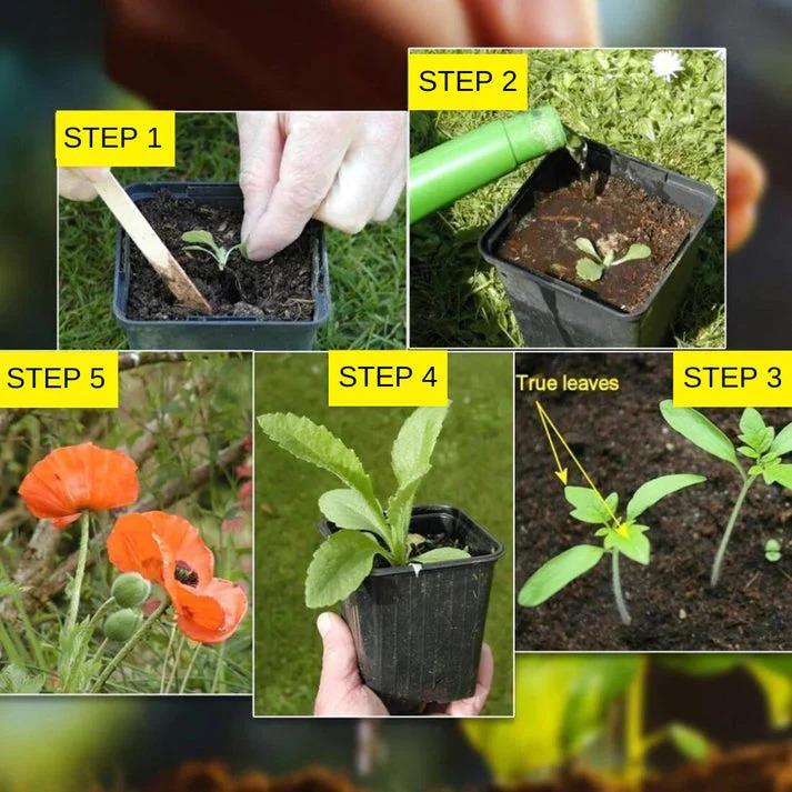 Varieties of Flower Seeds - Plant Supplement Free