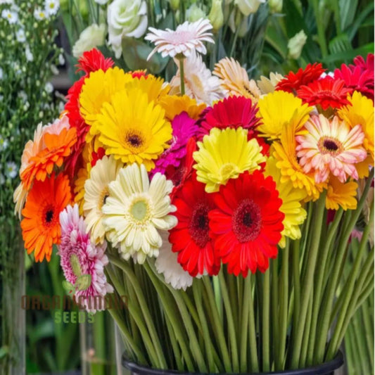 Gerbera Mix Flower Seeds