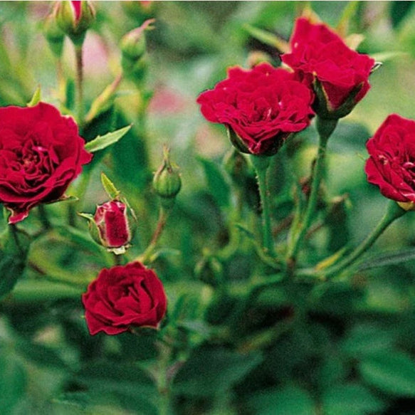 Elegant Climbing Rose Flower Seeds