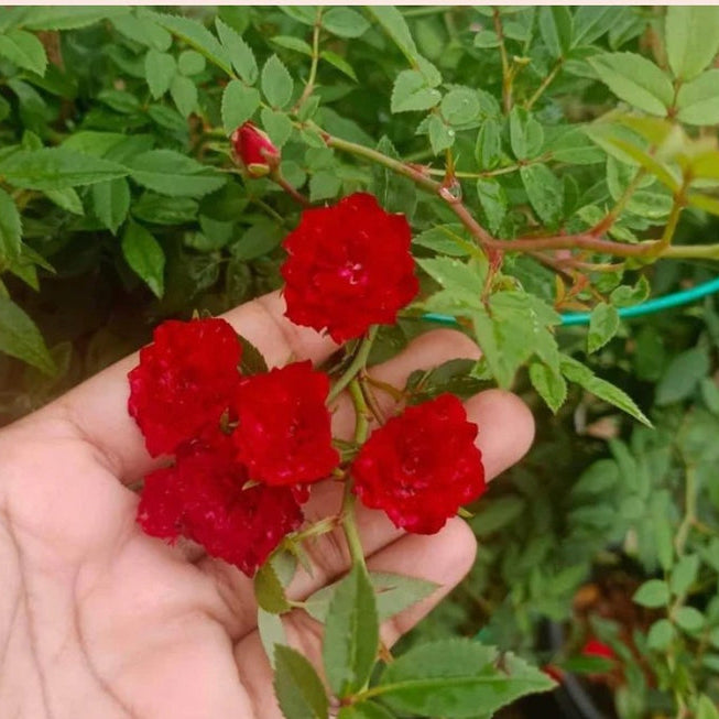 Elegant Climbing Rose Flower Seeds